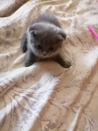 Шотландские котята, фотография 2