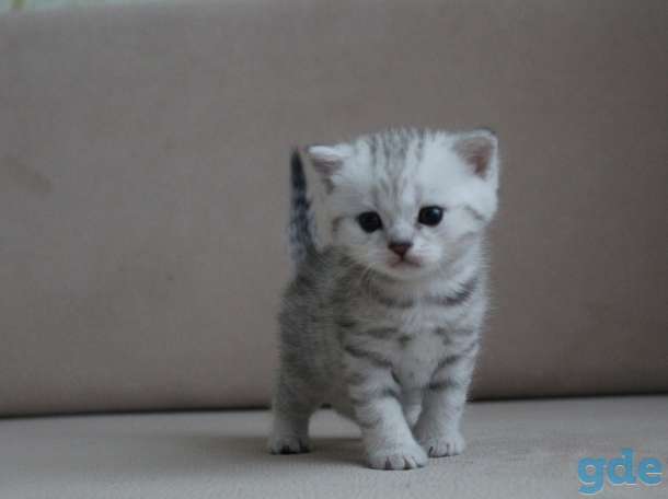 Чистокровные шотландские котята, фотография 3