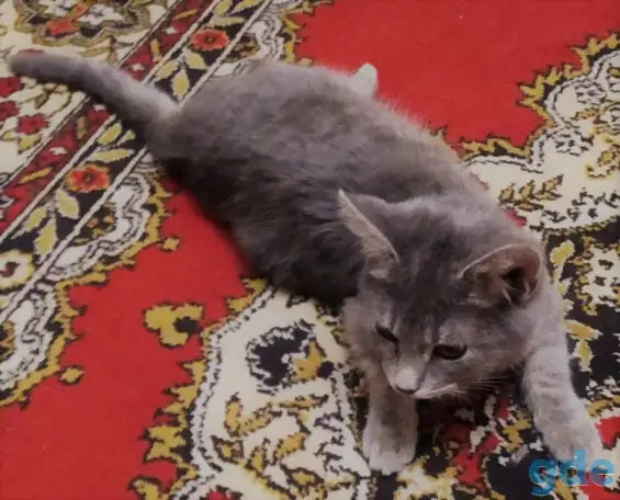 Котята в дар, в добрые руки, фотография 5