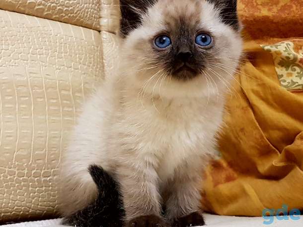 Сиамские котята, фотография 1