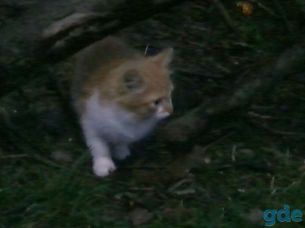Котятам срочно нужен дом, фотография 4