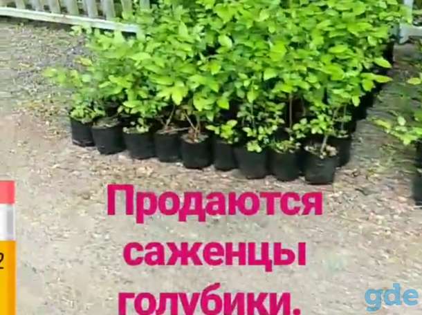 Саженцы голубики, фотография 1