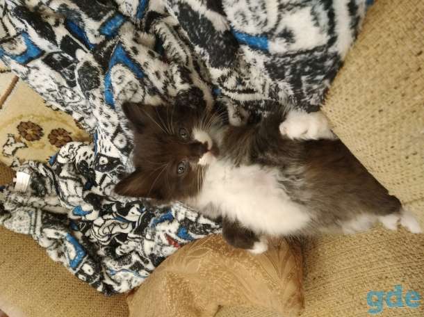 Котенок в дар, фотография 2