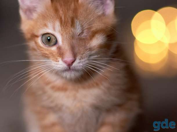 Котенок в дар в хорошие руки, фотография 3