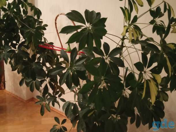 продам комнатное растение шифлера, фотография 1