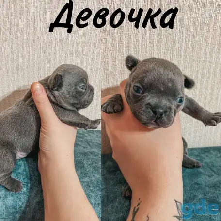 Французские булочки, фотография 8