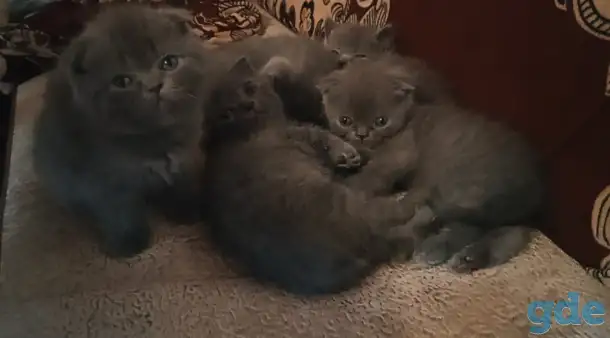 Продам британских котят, фотография 4