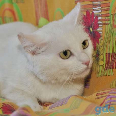 Котик ищет дом, фотография 1