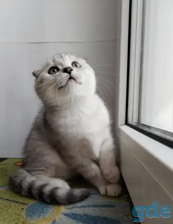 Скоттиш-страйт, шотландцы, фотография 12