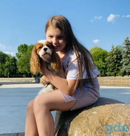 Вязка Кавалер Кинг Чарльз Спаниель, фотография 2