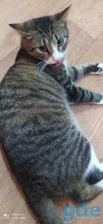 Котики ищут дом, фотография 4