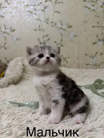 Котята Шотландские вислоухие, фотография 2
