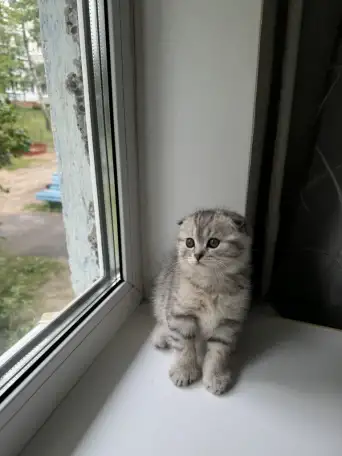 Шотландские котятатабби, фотография 2