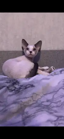 Котенок Девон Рекс, фотография 4