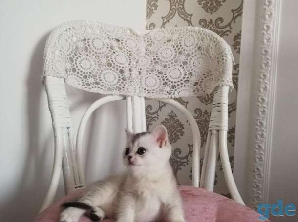 котята шиншилла на серебре, фотография 5