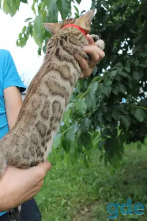 Бенгальская халва, фотография 3