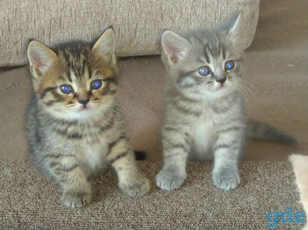 Шотландские Котята, фотография 7