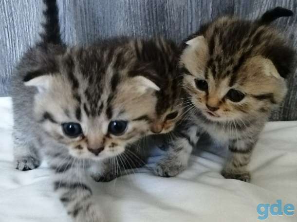 Шотландские котята, фотография 3