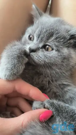 Британские котята, фотография 2
