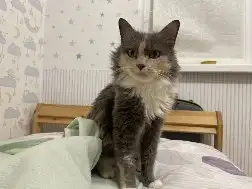 Трехцветная кошечка Луна ищет дом и любящую семью, фотография 8