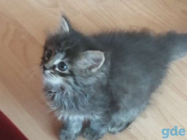 Продам котенка, фотография 2
