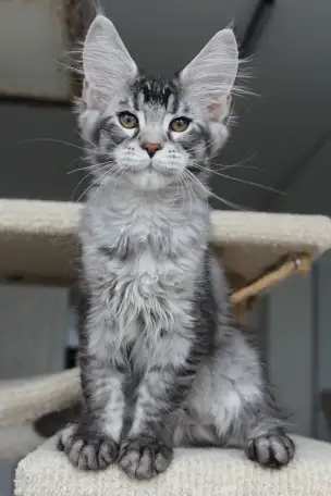 Котёнок мейн кун!, фотография 5