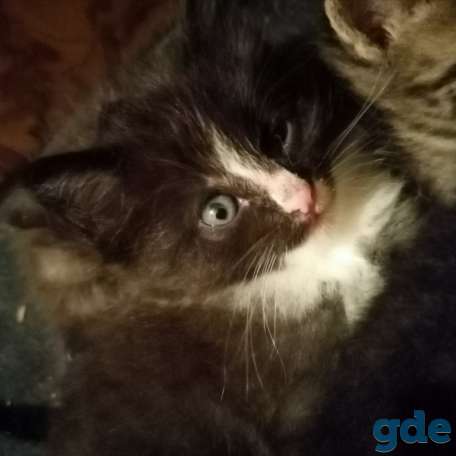 Котята ищут дом, фотография 3