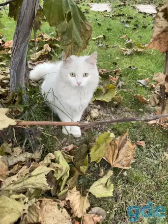 Котята турецкой ангоры, фотография 5