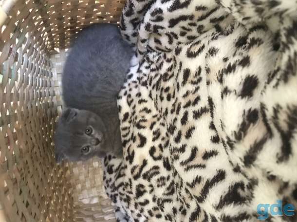 Котята Шотландцы, фотография 6