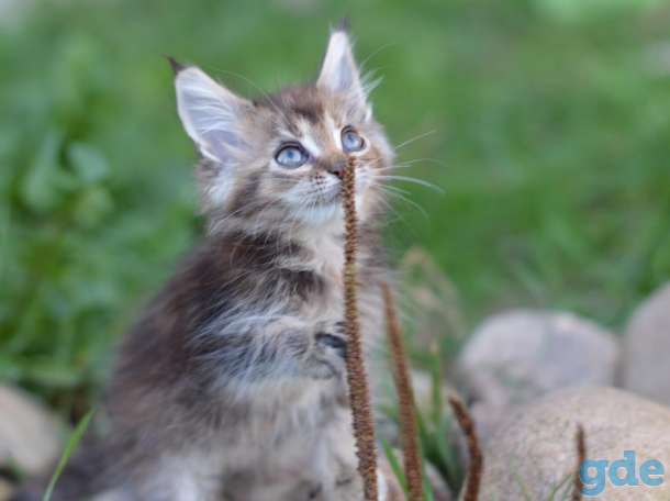 Мейн Кун котята, фотография 2