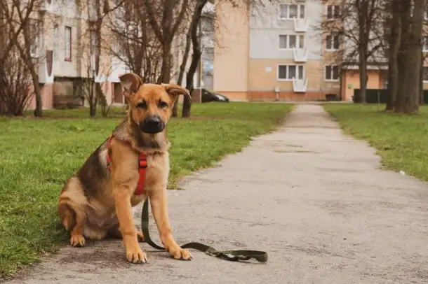 Щенок Джэфри ищет теплый уютный дом!, фотография 3