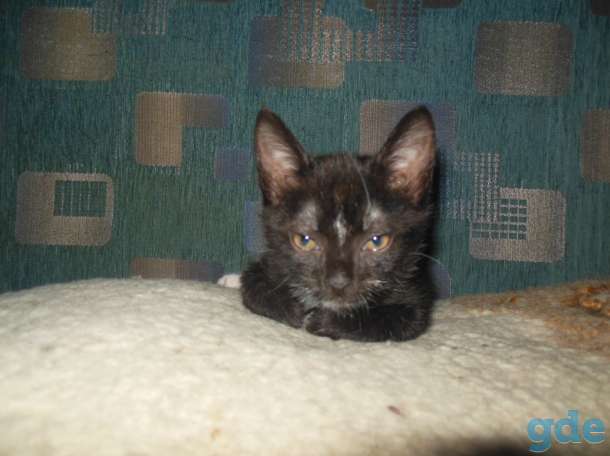 котёнок 3 меяца мальчик в дар, фотография 6
