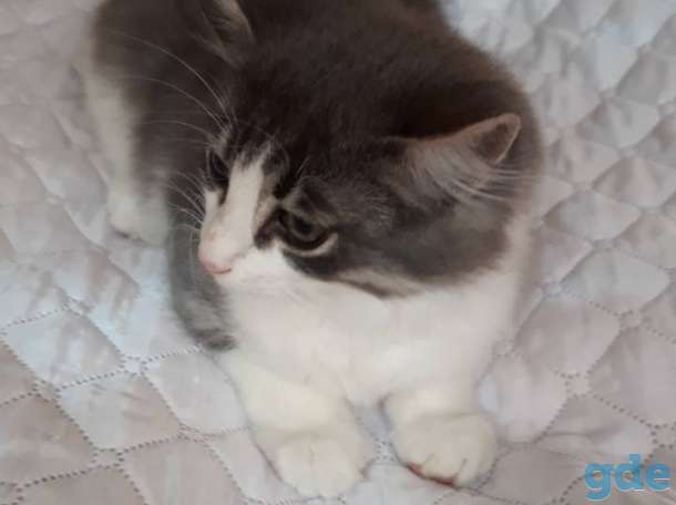Отдадим котика в хорошие руки, фотография 1