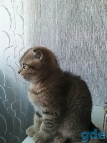 Шотландские вислоухие котята, фотография 5