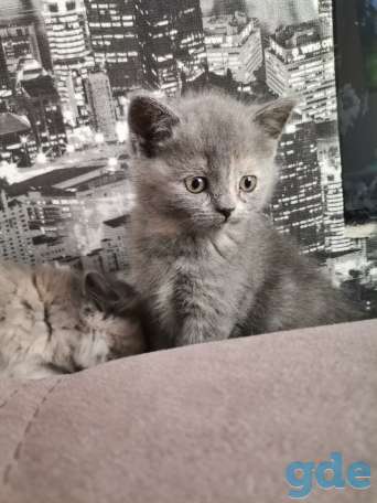 Котята, фотография 4