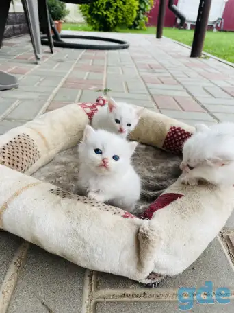 Котята турецкой ангоры, фотография 1