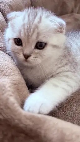 Шотландский вислоухий котенок, фотография 1