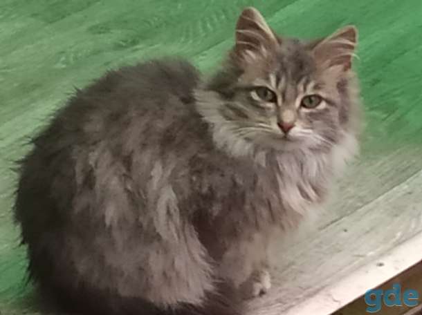 Котята в добрые руки, фотография 1
