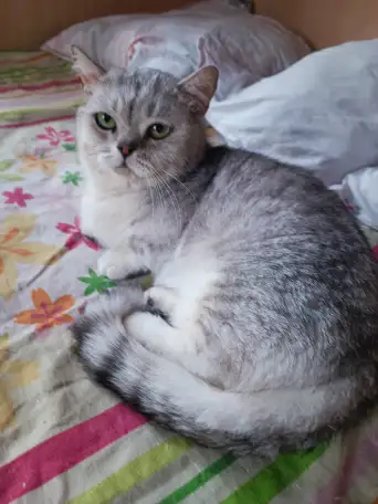 Манчкин кот, фотография 2