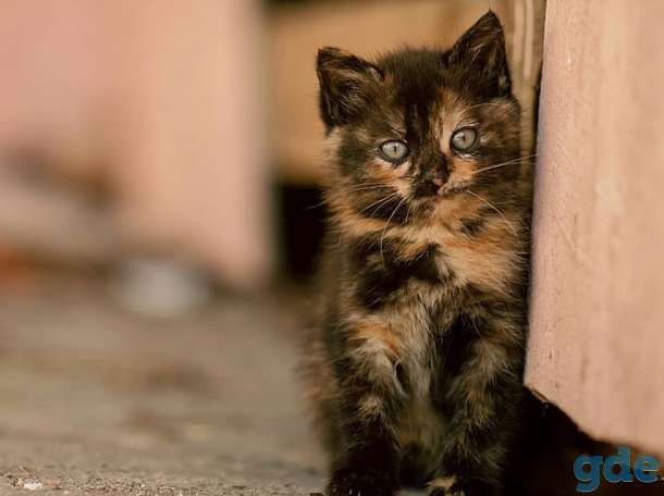 Котята в дар!, фотография 1