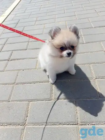 Продам щенка,мальчик2.5мес., фотография 1