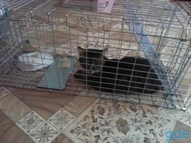Котоловка напрокат, фотография 3