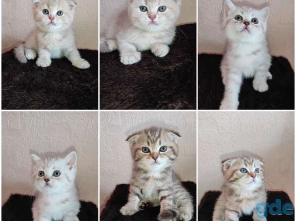 Шотландские вислоухие котята, фотография 1