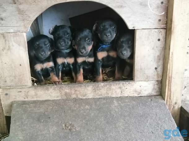 Щенки Польско-Литовских кровей, фотография 1