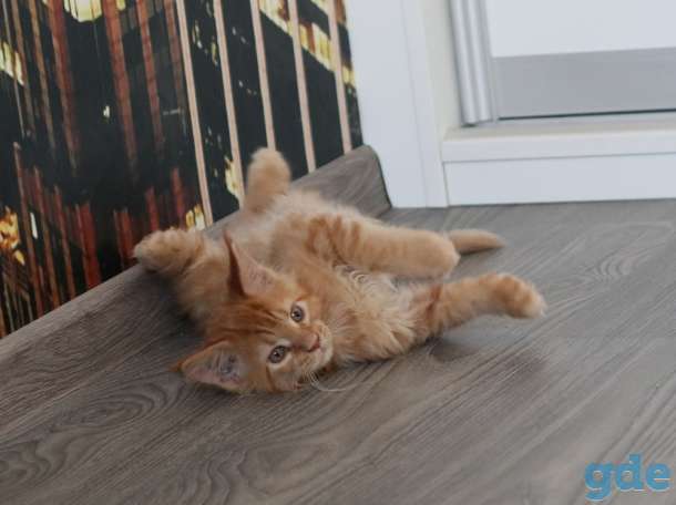 котята мэйн-кун, фотография 7