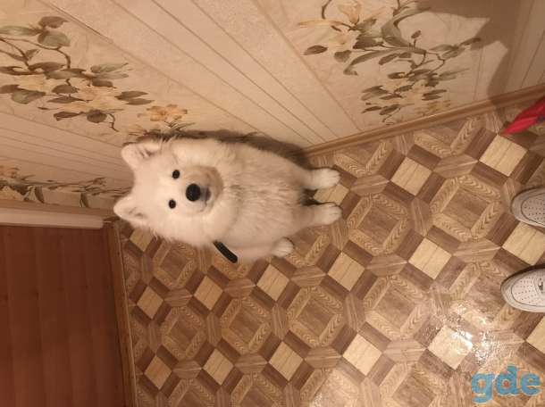Продам щенка самоеда, фотография 2