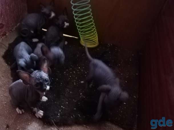 Продам котят канадского сфинкса, фотография 1