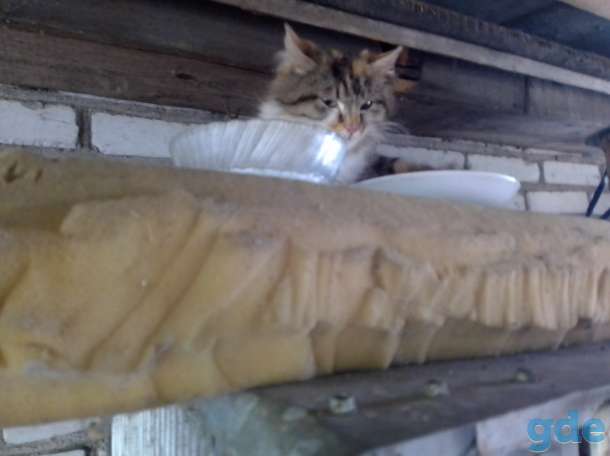 Кошка и котята в дар, фотография 1