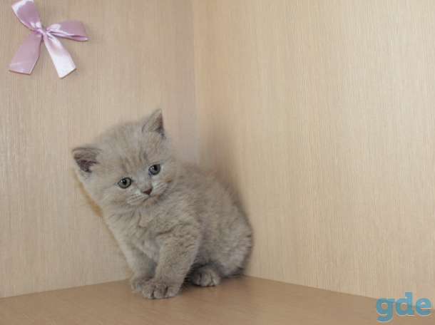Британские голубые котята с документами.Резерв., фотография 7