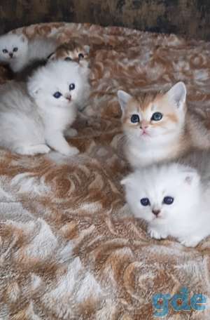 Шотланские и хайленд фолд котята, фотография 9